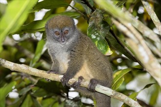 Eastern Lesser Bamboo Lemur (Hapalemur griseus)