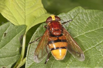 Hornet mimic hoverfly (Volucella zonaria)