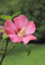 Rose mallow (Hibiscus syriacus)