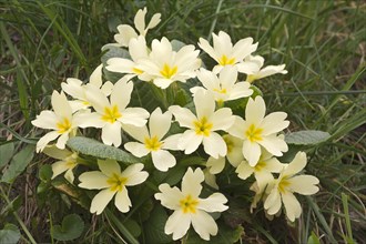 Primrose (Primula acaulis)