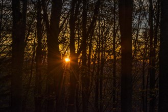 Holm oaks at sunset
