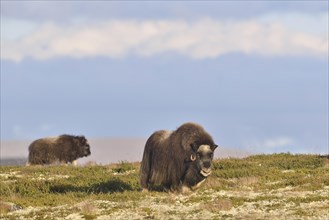 Musk oxen (Ovibos moschatus) on the fjell