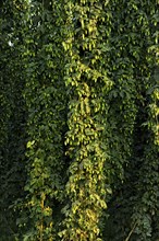Hop plants (Humulus lupulus)