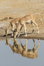 Black-faced Impalas (Aepyceros melampus petersi)