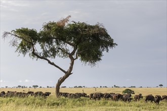Herd of African Buffaloes (Syncerus caffer) standing in the shade