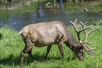 American Elk or Wapiti (Cervus canadensis)