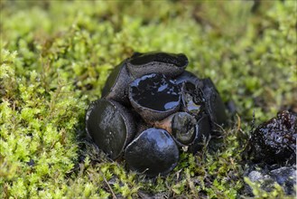 Black Bulgar (Bulgaria inquinans)