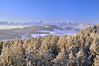 View from Chuderhusi over snow-covered fir trees in the Emmental region