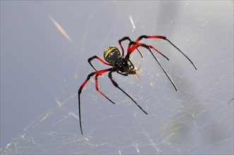 Red-legged golden orb-web spider (Nephila inaurata) on its net
