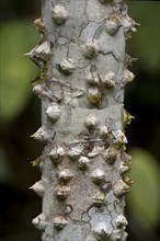 Thorny bark of the silk floss tree (Ceiba speciosa)