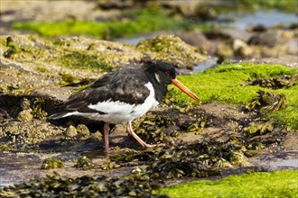 Oystercatcher (Haematopus ostralegus)