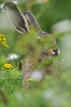 Hare (Lepus europaeus) sitting between flowers