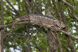Oustalet's or Malagasy Giant Chameleon (Furcifer oustaleti)