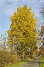 Aspen trees (Populus tremula) with autumnal foliage