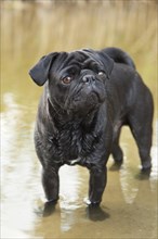 Young black pug standing in water