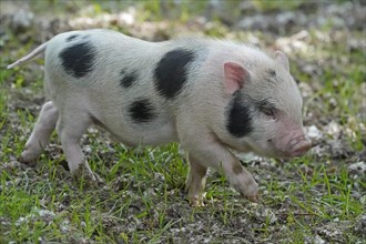 Mini pig Piglet