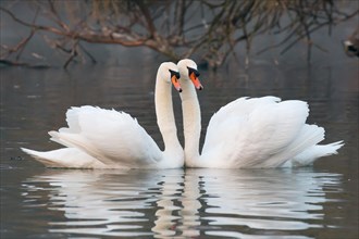 Courtship of two mute swans (Cygnus olor)