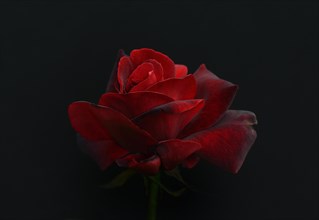 Rose Le Rouge et le Noir