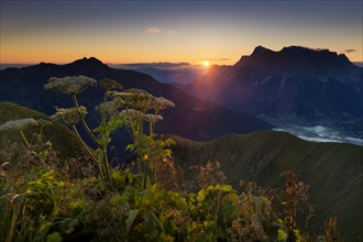 Mt Zugspitze with Hogweed (Heracleum sphondylium) at sunrise