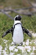 African Penguin or Jackass Penguin (Spheniscus demersus)