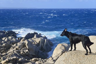 Black dog on a rock by the sea