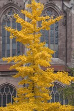 Golden yellow autumn color from the Ginkgo tree (Ginkgo biloba)