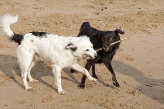 White and black mixed breed fighting over a stick