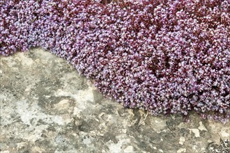 Sky Stone-crop (Sedum caeruleum)