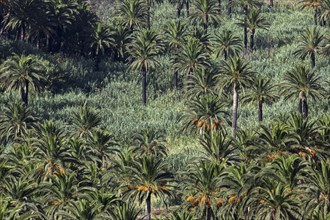 Canary Island Date Palms (Phoenix canariensis)