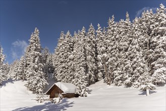 Hut in winter forest