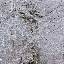 Hoarfrost in an old beech forest