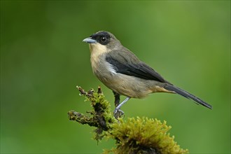 Black-faced Tanager (Trichothraupis melanopis)