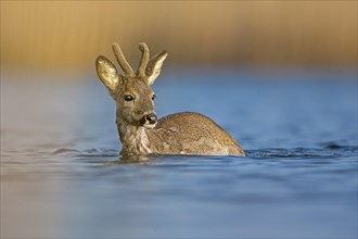 Roe Deer (Capreolus capreolus)