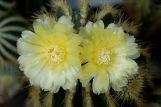 Flowering Notocactus (Notocactus spec)