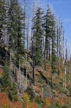 Forest on the Santiam Pass
