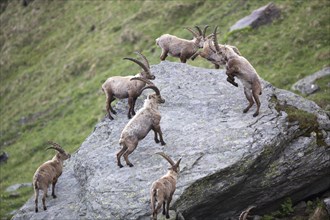 Alpine ibexes (Capra ibex) in a duel