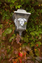 Vine covered house lamp in autumn