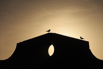 Yellow-legged Gulls (Larus michahellis) on the harbour wall at sunset