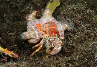Anemone hermit crab (Dardanus pedunculatus) Boholsee