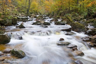 Mountain river Ilse in autumn