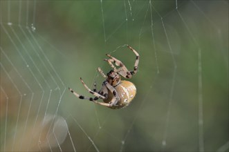 Four-spot Orb-weaver (Araneus quadratus) in the spidernet