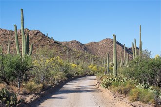Road through cactus landscape of Saguaro National Park