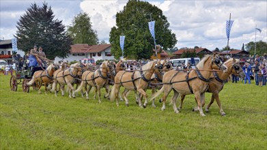 Ten-horse carriage with Haflinger horses from Wildbad Kreuth