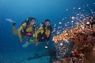 Divers watching a school of Pigmy Sweepers (Parapriacanthus ransonneti)