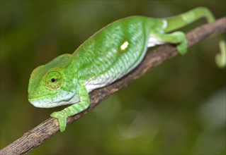 Parson's chameleon (Calumma parsonii parsonii)