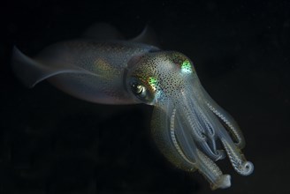 Bigfin Reef Squid (Sepioteuthis lessoniana)