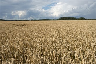 Wheat (Triticum aestivum) crop