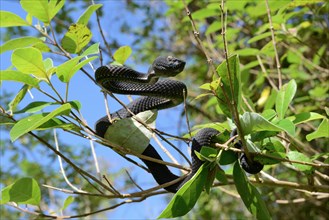 Mangrove pit viper (Trimeresurus purpureomaculatus) climbing in tree
