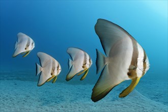 Four Teira batfish (Platax teira)