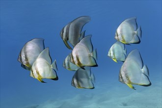 Shoal of teira batfish (Platax teira)